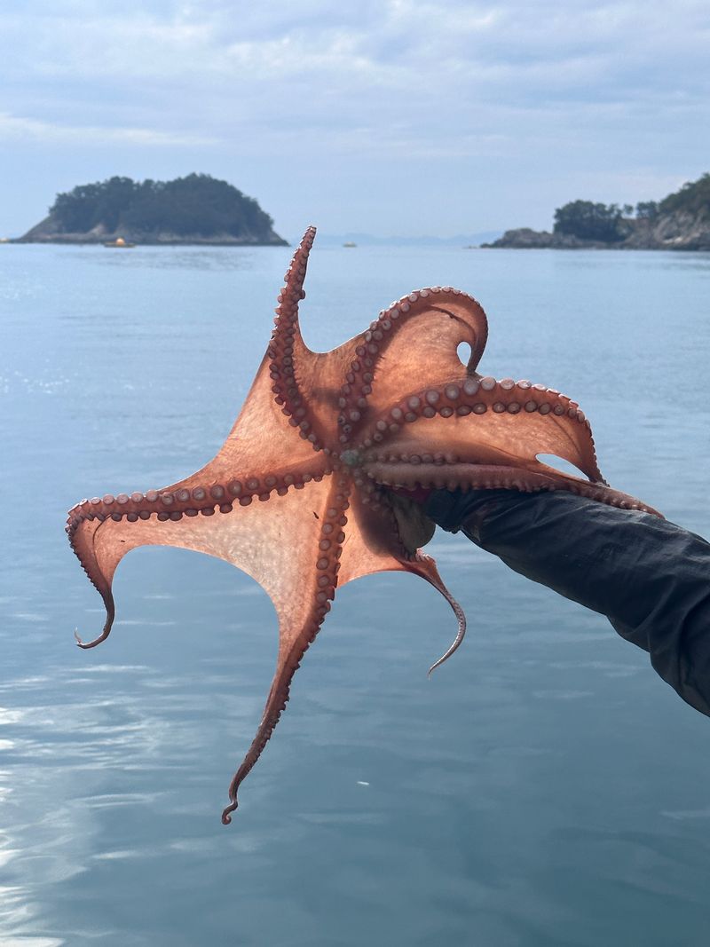 정승일님의 장터 판매 상품 [남해 돌문어 ] 첨부 사진