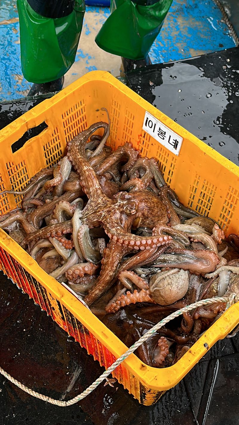 정승일님의 장터 판매 상품 [남해 돌문어 ] 첨부 사진