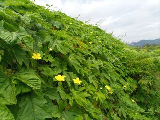 김경수님의 포도 · 영농일지 작성글 사진