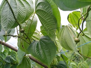 김경수님의 포도 · 영농일지 작성글 사진