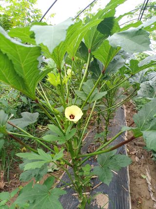 김경수님의 포도 · 영농일지 작성글 사진