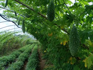 김경수님의 포도 · 영농일지 작성글 사진