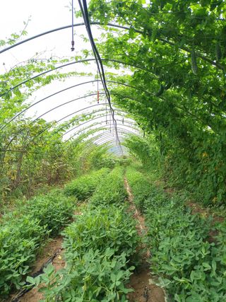 김경수님의 포도 · 영농일지 작성글 사진