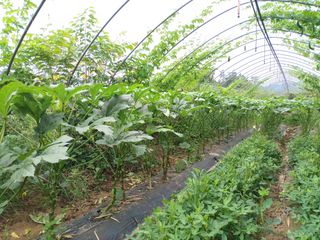 김경수님의 포도 · 영농일지 작성글 사진