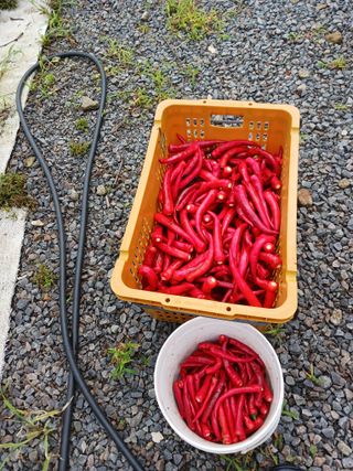 덕촌님의 고추 · 수확 작성글 사진