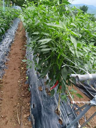 덕촌님의 고추 · 수확 작성글 사진