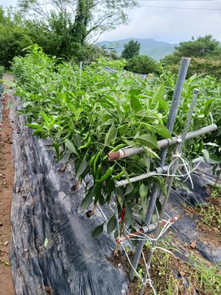 덕촌님의 고추 · 수확 작성글 사진