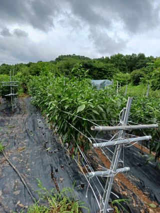 덕촌님의 고추 · 수확 작성글 사진