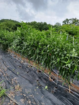 덕촌님의 고추 · 수확 작성글 사진