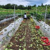 팜모닝 고추·병해충상담 게시글 이미지