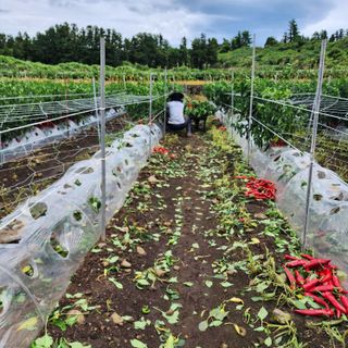 김영미(용흥팜)님의 고추 · 병해충상담 작성글 사진