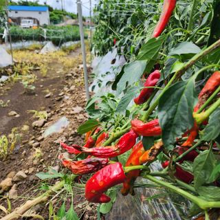 김영미(용흥팜)님의 고추 · 병해충상담 작성글 사진