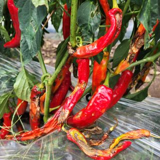 김영미(용흥팜)님의 고추 · 병해충상담 작성글 사진