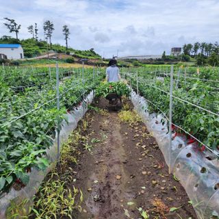 김영미(용흥팜)님의 고추 · 병해충상담 작성글 사진