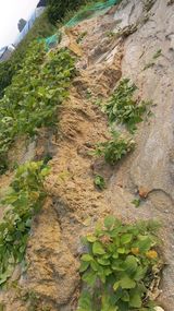 팜모닝 고추·자연재해•동물피해 게시글 이미지