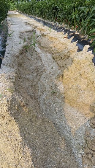 조경숙님의 고추 · 자연재해•동물피해 작성글 사진