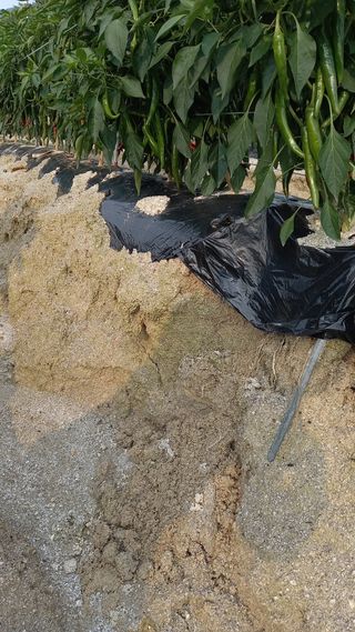 조경숙님의 고추 · 자연재해•동물피해 작성글 사진