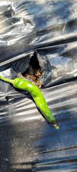 팜모닝 고추·병해충상담 게시글 이미지