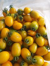 팜모닝 토마토·생장기 농작업 게시글 이미지