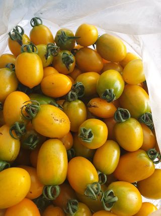 주옥님의 토마토 · 생장기 농작업 작성글 사진