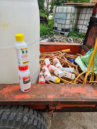 묽맑은 길 이영행님의 콩 · 자유게시판 작성글 사진