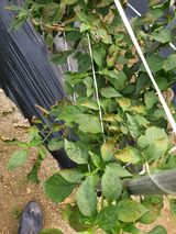 팜모닝 고추·병해충상담 게시글 이미지