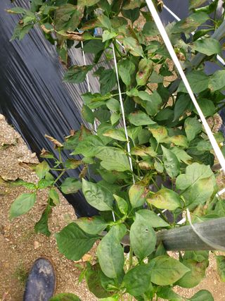 두더지토치를 워방법님의 고추 · 병해충상담 작성글 사진