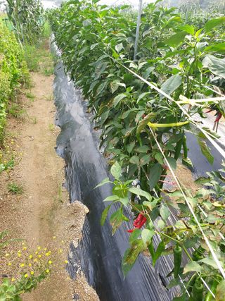 두더지토치를 워방법님의 고추 · 병해충상담 작성글 사진