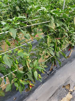 두더지토치를 워방법님의 고추 · 병해충상담 작성글 사진