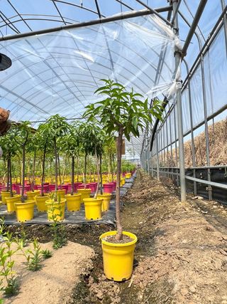 일심묘목농원님의 작성글 사진