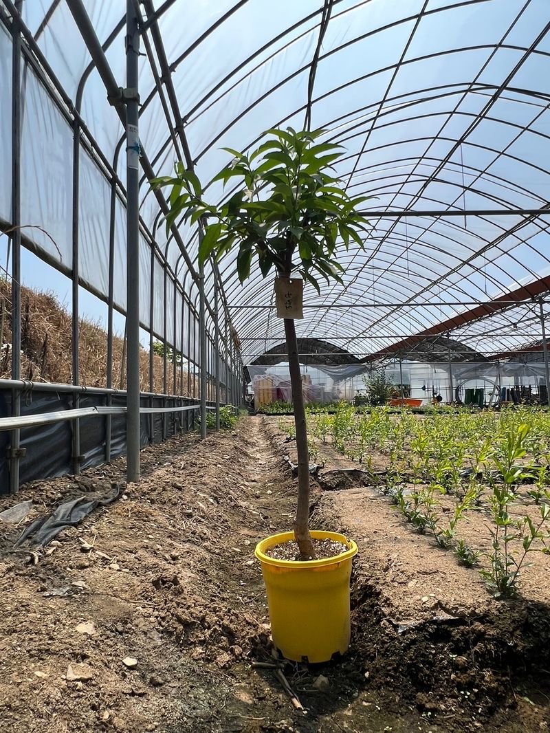 일심묘목농원님의 장터 판매 상품 [원백도 복숭아나무 3년생 결실주 포트묘] 첨부 사진