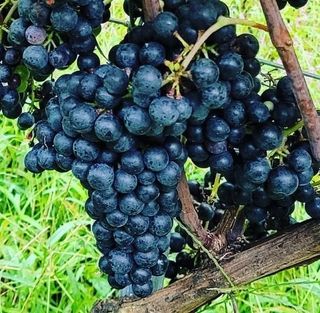 일심묘목농원님의 작성글 사진