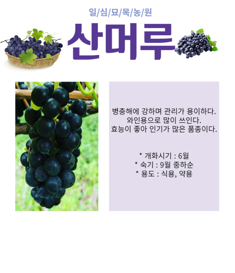 일심묘목농원님의 장터 판매 상품 [[1+1] 산머루포도나무 2년생 결실주 포트묘] 첨부 사진