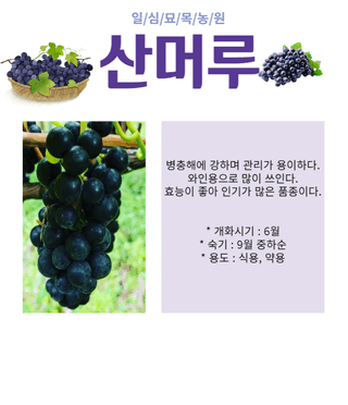 일심묘목농원님의 작성글 사진