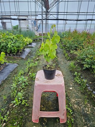 일심묘목농원님의 작성글 사진