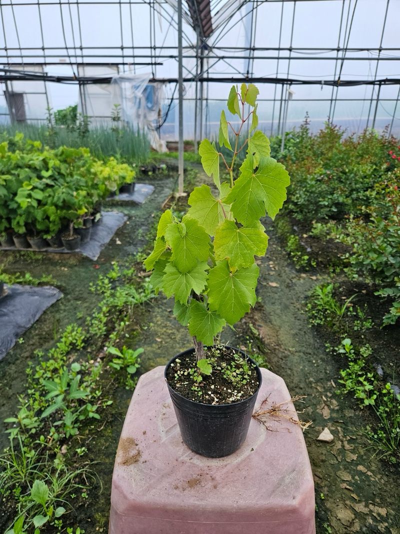 일심묘목농원님의 장터 판매 상품 [[1+1] 산머루포도나무 2년생 결실주 포트묘] 첨부 사진