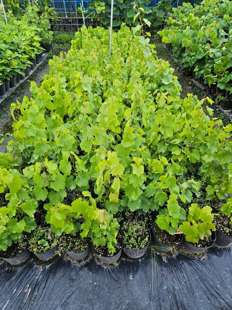 일심묘목농원님의 장터 판매 상품 [[1+1] 산머루포도나무 2년생 결실주 포트묘] 첨부 사진