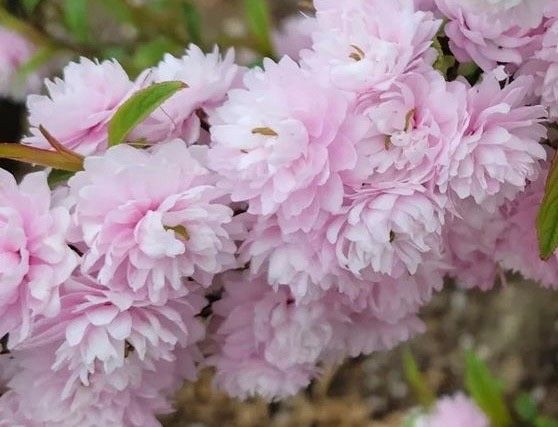 장터 상품 [옥매화(오이도) 3년생 개화주 포트묘] 썸네일