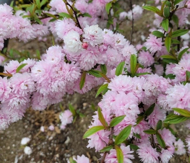 일심묘목농원님의 장터 판매 상품 [옥매화(오이도) 3년생 개화주 포트묘] 첨부 사진