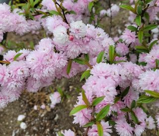 일심묘목농원님의 작성글 사진