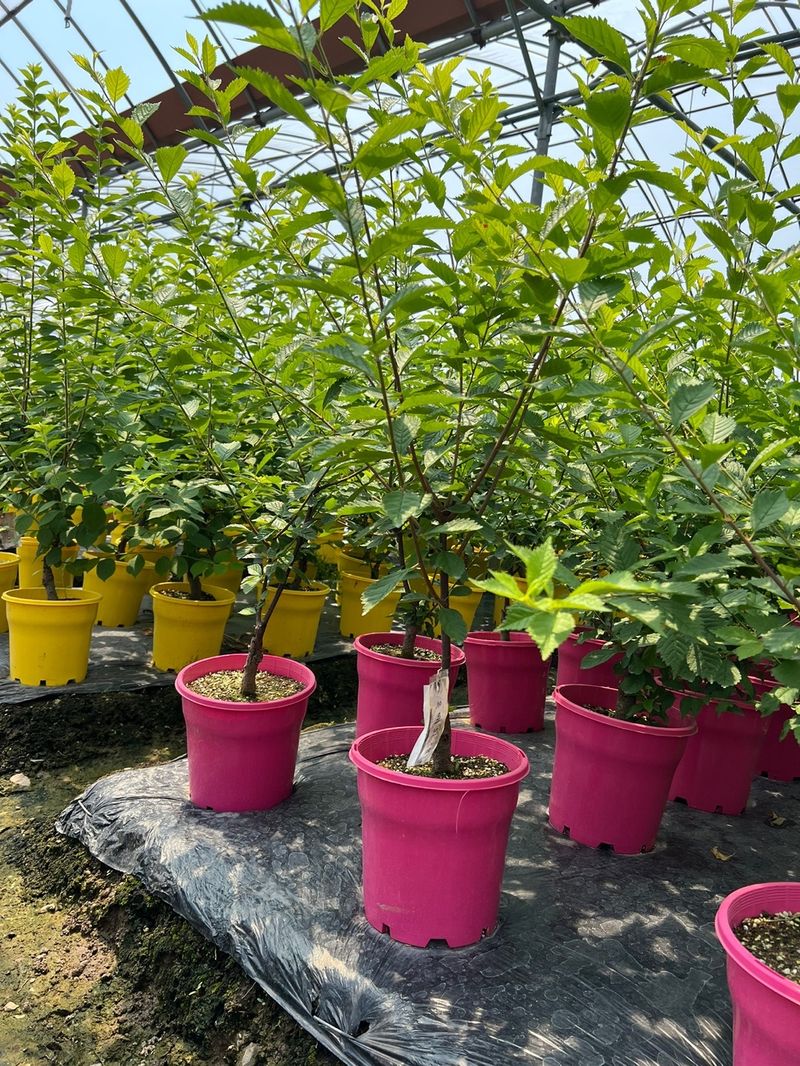 일심묘목농원님의 장터 판매 상품 [옥매화(오이도) 3년생 개화주 포트묘] 첨부 사진