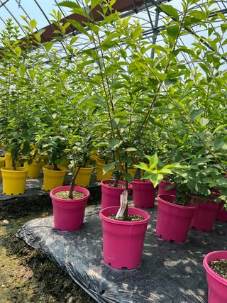 일심묘목농원님의 작성글 사진