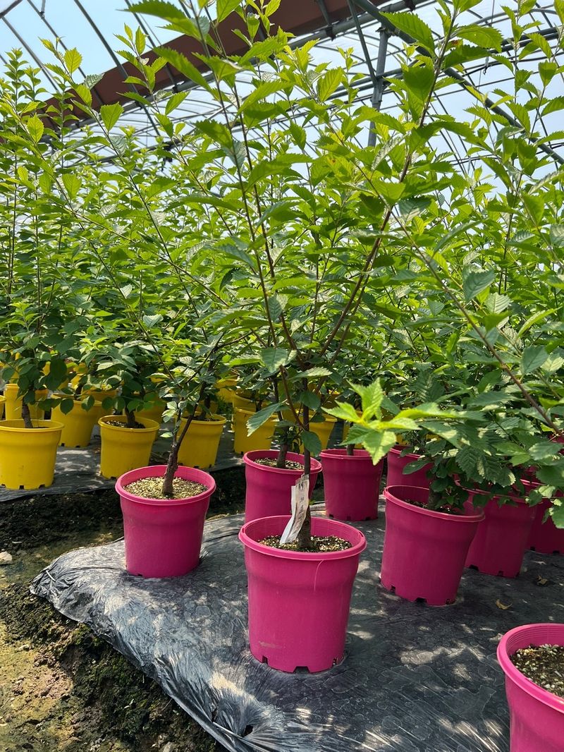 일심묘목농원님의 장터 판매 상품 [옥매화(오이도) 3년생 개화주 포트묘] 첨부 사진