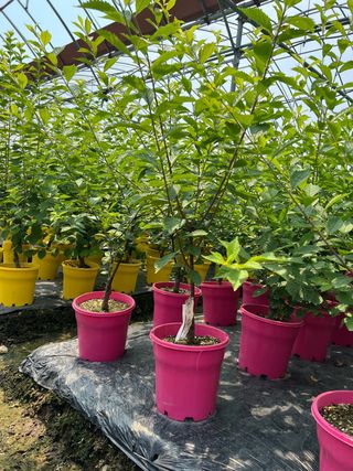 일심묘목농원님의 작성글 사진