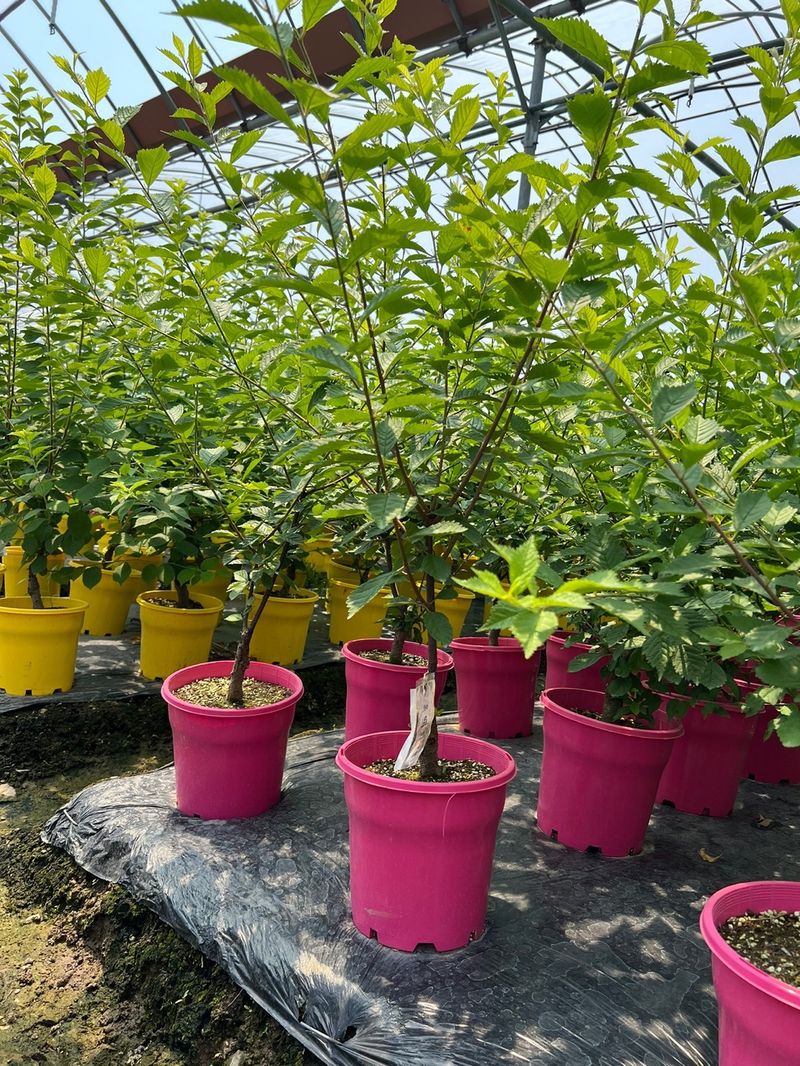 일심묘목농원님의 장터 판매 상품 [옥매화(오이도) 3년생 개화주 포트묘] 첨부 사진