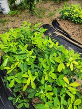 팜모닝 자유주제·자유게시판 게시글 이미지