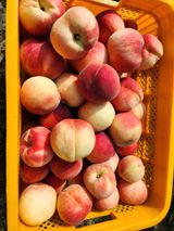 팜모닝 복숭아·자유게시판 게시글 이미지