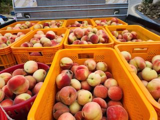 육영순님의 복숭아 · 자유게시판 작성글 사진