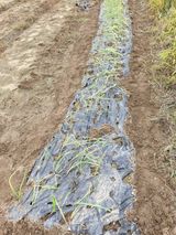 팜모닝 파·영농일지 게시글 이미지