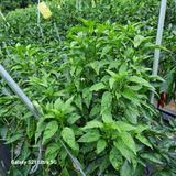 팜모닝 고추·병해충상담 게시글 이미지